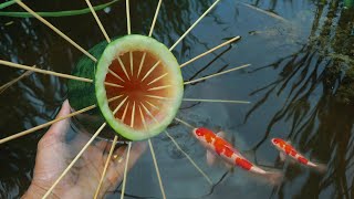 Unique Fish Trapping Tool using Watermelon  AMAZING FISH TRAP [upl. by Virgin]