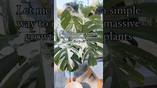 Let’s add a sphagnum moss pole to my monstera albo mosspole howtostartamosspole houseplants [upl. by Enybor]