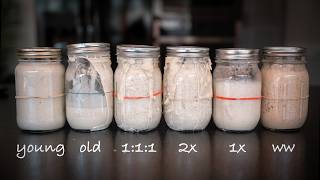 Sourdough Starter Management at Home [upl. by Grondin]