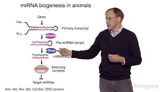 David Bartel Whitehead InstituteMITHHMI Part 1 MicroRNAs Introduction to MicroRNAs [upl. by Leila111]