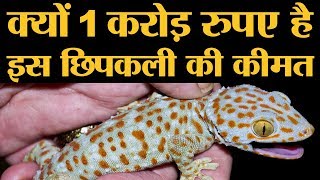 1 करोड़ रुपए में बिकती है ये छिपकली जानिए क्यों होता है इनका शिकार  Tokay Gecko Lizard [upl. by Asilegna]