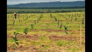 PLANTIO DE CITROS laranjas limões e tangerinas [upl. by Onailime]