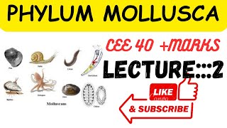 Phylum mollusca lecture2 ceee zoology all lectures [upl. by Geesey]