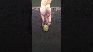 how to growing potato by time lapse 🏜️ plant timelapse growth [upl. by Hiamerej430]