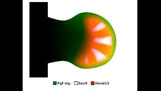 Alan Turing Math model show fingers formation  In Science Magazine [upl. by Eiliab]