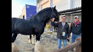 Canal del Caballo en Fiera Cavalli Verona Italia [upl. by Ylrehc]