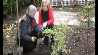 Garden Plant Aquilegia chrysantha  Golden Spur Columbine [upl. by Eendys]