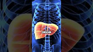 3 Worst Foods to Avoid to Protect Your Liver [upl. by Ahsenet]