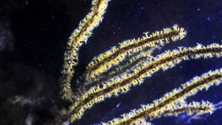 Yellow Menella Gorgonian [upl. by Lore]