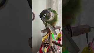 Green Cheeked Conure plays with molted feather parrot [upl. by Yllime]