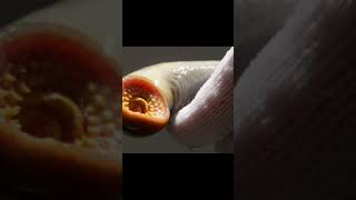 Lampreys The Bloodsucking Survivors of the Deeplamprey shortssciencefactsfacts wildlifenature [upl. by Sidalg]