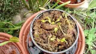 Keeping Venus Fly traps Outside [upl. by Donal90]