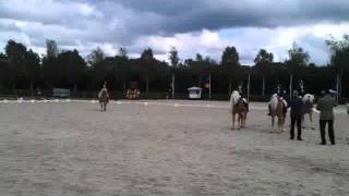 Ontspoorde haflinger hengst uit zijn plaat [upl. by Yahsan700]