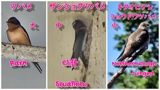 キタオビナシショウドウツバメ Northern rough winged Swallow、カリフォルニアの愛しい鳥たち [upl. by Thomas462]