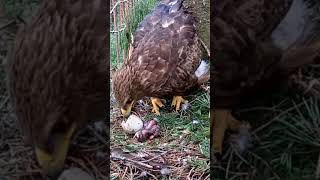 P251 Review birds nest life mom birds brings food to feed her babies in their nest birdslover [upl. by Coke]