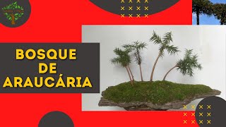 BOSQUE DE ARAUCÁRIA  BONSAI MAIS FÁCIL [upl. by Aramot]