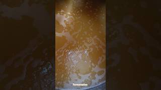 This is how the fermentation looks like in tanks cider winemaking wine ytshorts winetasting [upl. by Craner150]