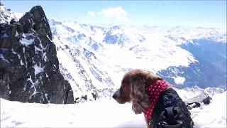 VLOG Skifahren mit Hund  Barney auf dem Kaunertaler Gletscher [upl. by Lovato]