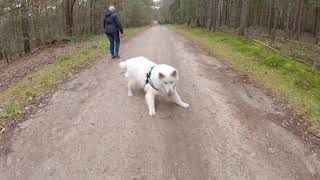 Wandelen Holterberg Witte Herder [upl. by Sneed]