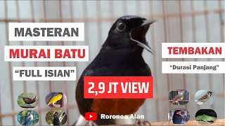 Masteran Murai Batu Full Isian Tembakan Durasi Panjang [upl. by Durstin987]