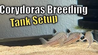 Corydoras Catfish Breeding Tank Setup [upl. by Ainerol586]