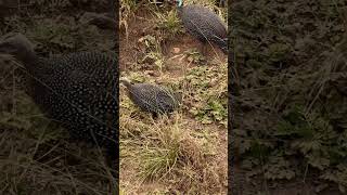 Guinea fowl spotted africanbirds birds 2024 [upl. by Benis]