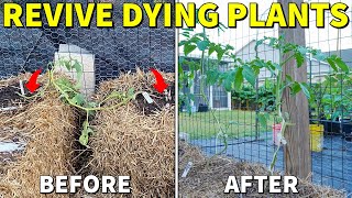 My Tomato And Pepper Plants Were Dead Now Theyre Spectacular [upl. by Gilberte]