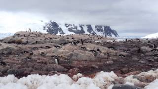 The Monsoon Diaries ANTARCTICA  Penguins Mating [upl. by Tamara]