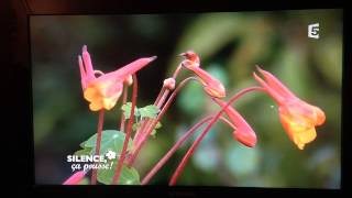 Tropaeolum tuberosum [upl. by Arne226]