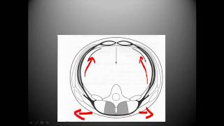 Thoracolumbar fascia biomechanics [upl. by Calista]