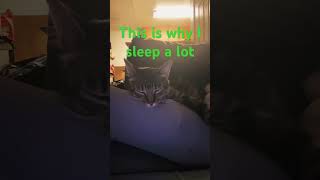 Cat explains why he sleeps a lot😂😂cute catt [upl. by Miharba]