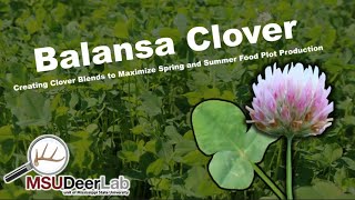 Balansa Clover  Deer Food Plot Considerations [upl. by Lonnard]