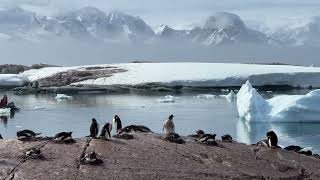 Antartica 17 12 2024  G Adventures  South Shetland Islands  Lemaire Channel and Port Charcot [upl. by Latsyrk25]