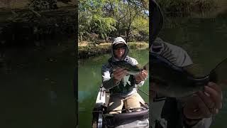 Fall Bass Fishing Mastering the MidDay Technique with Underspin and Paddletail bass fish kayak [upl. by Davenport270]