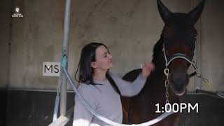 A Day In The Life of a race horse at Flemington [upl. by Ozan870]