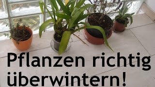 Wie man Topf bzw Kübelpflanzen richtig überwintert [upl. by Lyndsay]