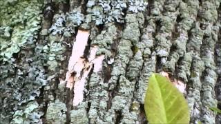 Signs of Emerald Ash Borer EAB damage [upl. by Jagir]