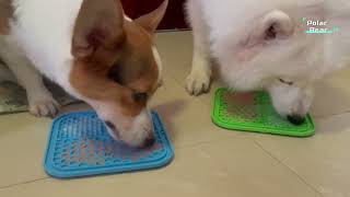 TOP 5 Best Dog Lick Pad 2024 [upl. by Ellehcin]