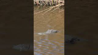 One of the alligators at Brazoria Wildlife Refuge pt 2 [upl. by Warram]