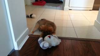 12 Pomeranian 12 Shih Tzu Mix  Cute Puppy Playing With New Toy [upl. by Aiouqahs]