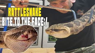 Giant Rattlesnake BITES my other rattlesnake IN THE FACE 😢 [upl. by Allana]