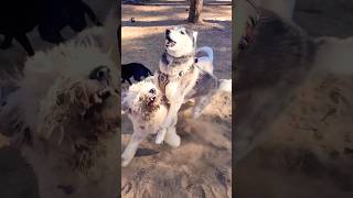 Husky protects the small dogs at the dog park siberianhusky dog pets [upl. by Sarkaria]