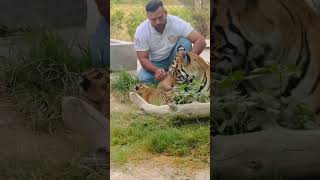 Tiger with cubs MashaAllah faiziwildlifefarm savethetigers savewildlife fazysheikh [upl. by Convery62]