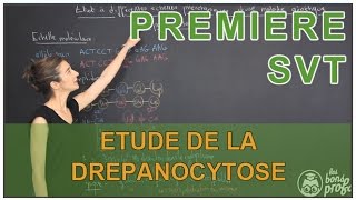 Etude à différentes échelles phénotypiques de la drépanocytose  SVT  1ère  Les Bons Profs [upl. by Paluas]