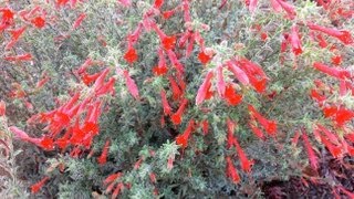 Epilobium canum Chaparral silver Zauschneria canum California Fuchsia [upl. by Idnac]