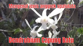 Mengenal jenis anggrek spatulata Dendrobium Capung Batu [upl. by Mcafee]