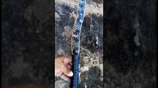 Primitive Snakewood Bow with Fish Skin backing by dharqueria [upl. by Atinehc]