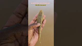 Bartail flathead fish saved arcade ytshorts fishing fish [upl. by Serdna]