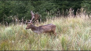 FOTOPAST STŘEDNÍ MORAVA 7 11  2024 wildlifeforestnature myslivostJAGDwoodsPOLOWANIEHUNTING [upl. by Edmond]