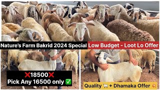 Nature’s Farm Bakrid 2024 Special Loot Lo Offer  Low Budget Quality Amingad Sheeps  16500 Only [upl. by Oirazan]